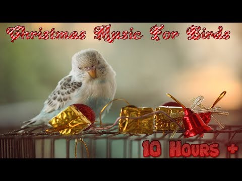 Video: Ziemassvētku putnu skaits