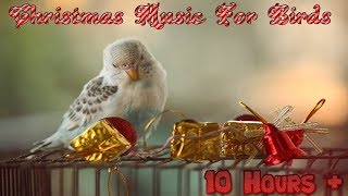 10 Hours+ | Calming Christmas Music For Birds | Budgies | Relaxing Music to Tame your Birds #8