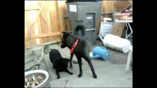 Details Dream Power Dog Frida Update