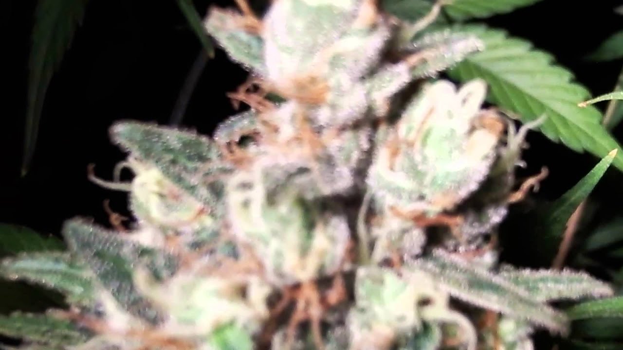 Mr. P. ShareGrows-out of 48hr darkness Compare to 24hr, last post.