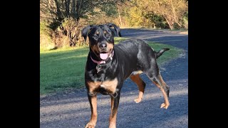 Adopt Ruby at Rescue Ridge Feb 11 2022