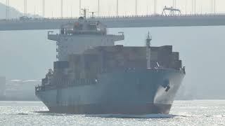 Container Ship《MSC SHANVI Ⅲ》Crossing Tsing Ma Bridge 20250109