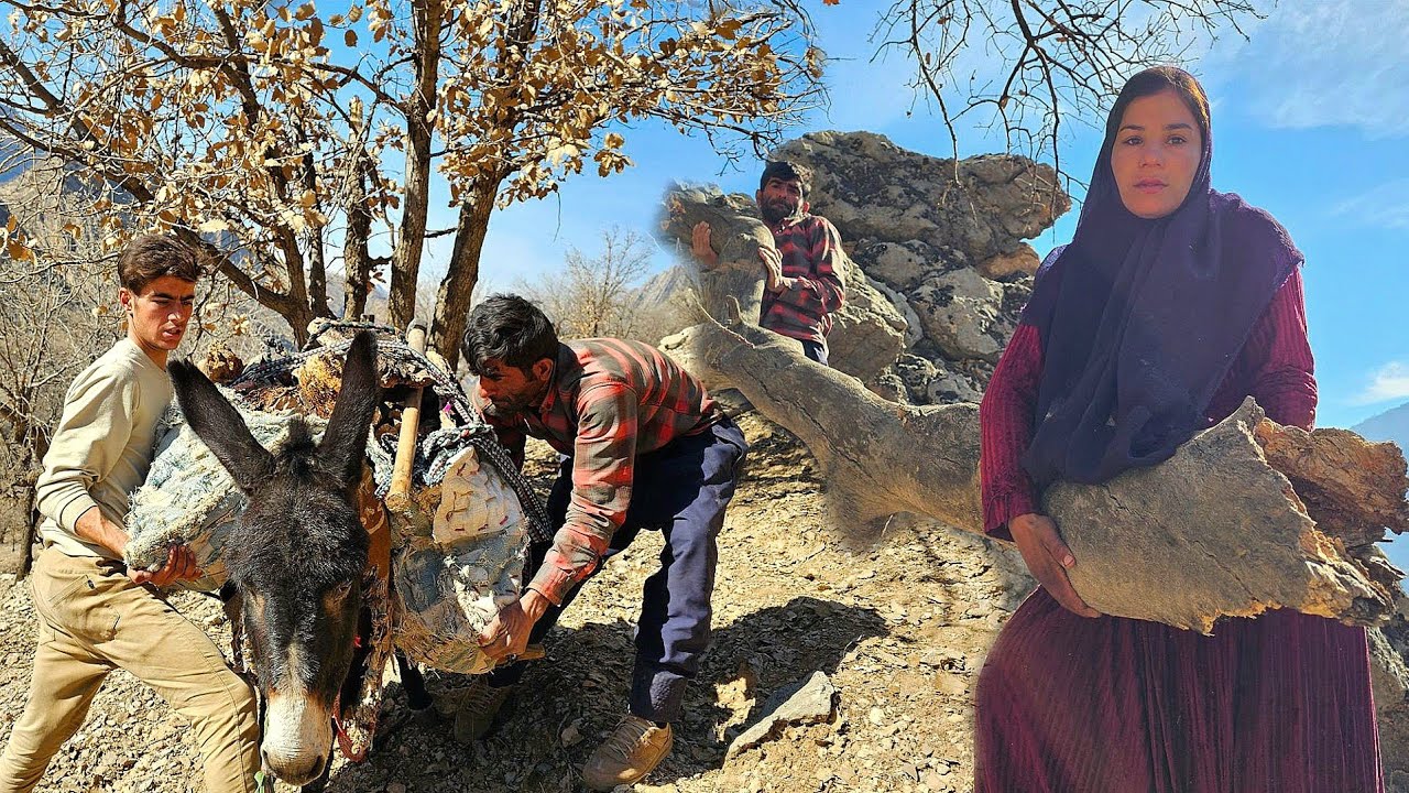 🏔️🌲 Collecting firewood in the Zagros mountains by a nomadic family for winter ❄️🔥