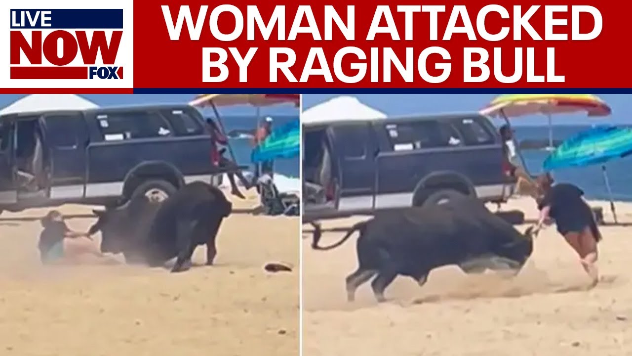 Watch Bull Track a Woman MP4 Watch Bull Track a Woman MP4