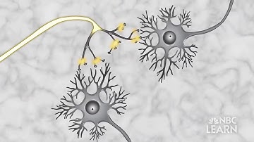 SCIENTISTS CONNECTED THE HUMAN BRAIN TO COMPUTER