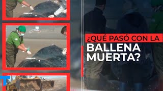 Apareció muerta una ballena jorobada en las playas de Pinamar ¿Qué pasó?