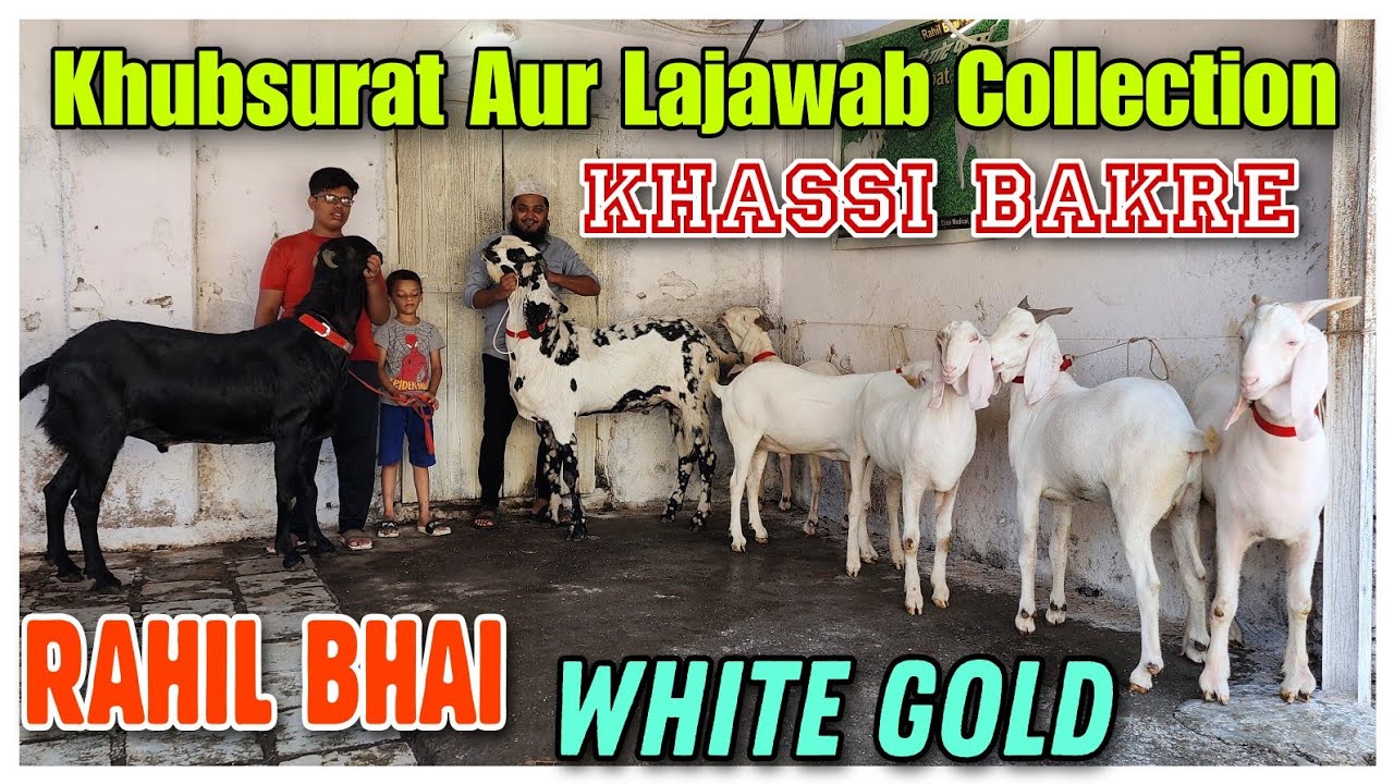Pakistan Rahil Bhai Khubsurat Aur Lajawab Sojat Goat Collection | Sojat Patira Khassi Bakre ...