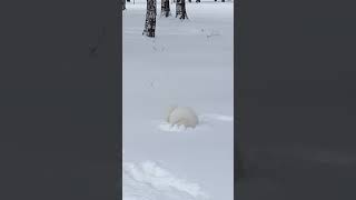 Наша зимняя прогулка с Юки #shorts #японский шпиц #japanese spitz