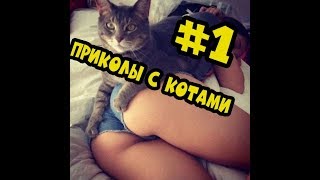 ПРИКОЛЫ С КОТАМИ I FUNNY CATS I ЗАБАВНЫЕ ЖИВОТНЫЕ I ТЕСТ НА ПСИХИКУ ПРИКОЛЫ С КОТАМИ I FUNNY CATS I ЗАБАВНЫЕ ЖИВОТНЫЕ I ТЕСТ НА ПСИХИКУ
