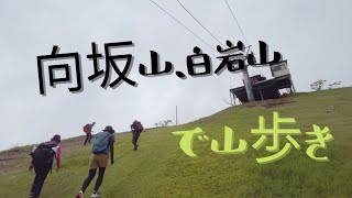 【向坂山と白岩山】花を見つけながら