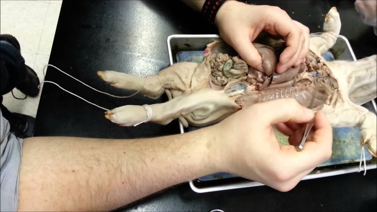 Fetal Pig Circulatory System - YouTube