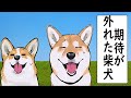 【注目】ご主人のお話を聞いて後悔する犬【アニメ】【漫画】【世界の終わりに柴犬と】