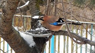 What does a jay look for when there is a lot of food nearby? by Bird documentaries 884 views 4 months ago 3 minutes, 44 seconds