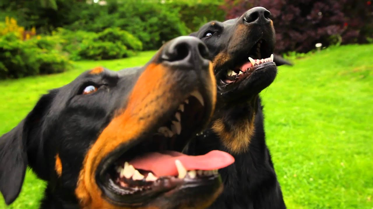 beauceron youtube