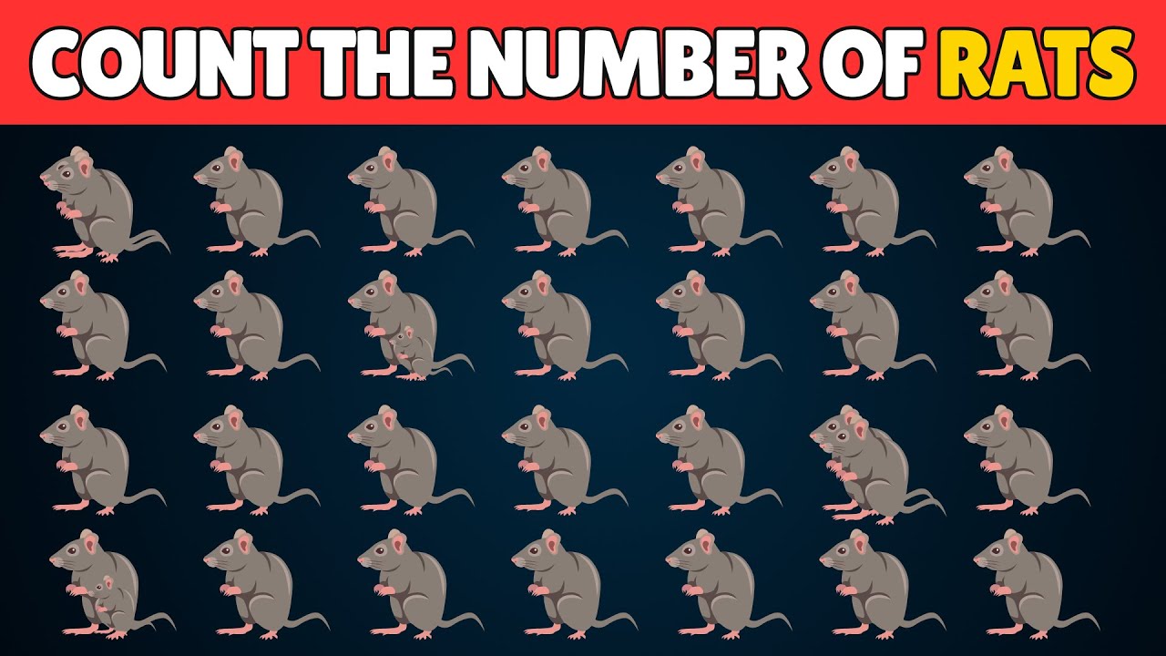 Count the Rats Challenge 🐀 | Can You Spot Them All? - YouTube