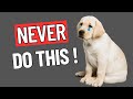 Dog Trainer Reveals Things a Dog Will NEVER Forgiv