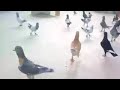 حمام سورية نوح الحمام اديب الدايخ