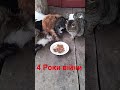 4 Роки Війни