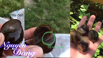 Phân  biệt ốc bươu đen . Ốc bươu vàng . Ốc lác dể nhận biết  .Người mới nuôi cần biết. Nguyễn Dàng