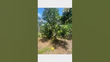 bán đất 1.100m2 mặt tiền đường tại xã Kim Long, huyện Châu Đức, tỉnh Bà Rịa - Vũng Tàu #bariavungtau