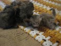 Cashmere Bengal Kitten Three Wks Old (with Puppy)