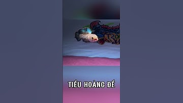 Cá lóc Tiểu Hoàng Đế sung kè#caloc #caloccanh #cacanh#channafish #calocvayrong #calocnuhoang