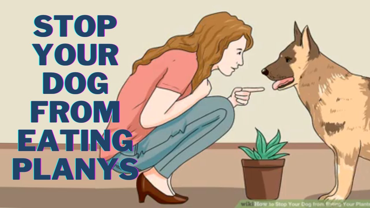 How to Stop your Dog from Eating Plants 🐕 How to keep your Dog from