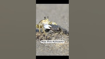 Thumbnail of Greedy crab steals defenseless hatching sea turtle from its nest and runs!! #wildlife #turtle