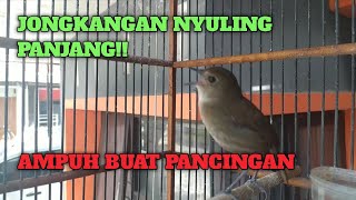 JONGKANGAN NYULING PANJANG AMPUH BUAT PANCINGAN