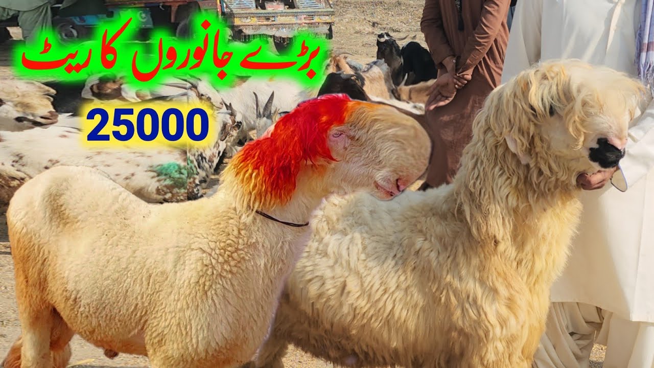 Basit Chuta Narhi or sasti kot chuta bherh Mandi || Mundra goat farm 21 November ...