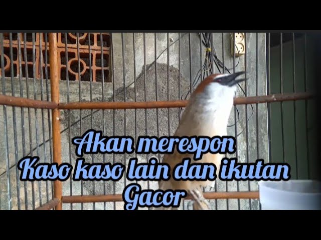 kicauan burung kaso kaso gacor memacing yg lain akan ikut bunyi class=