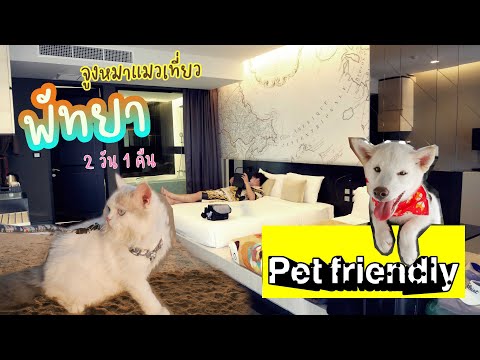 พาหมาแมวเที่ยวพัทยา โรงแรมสัตว์พักได้ (Pet Friendly)