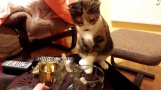 Cat Praying For Water - Ends badly, livid! by Froy Whernside 70 views 7 years ago 1 minute, 53 seconds