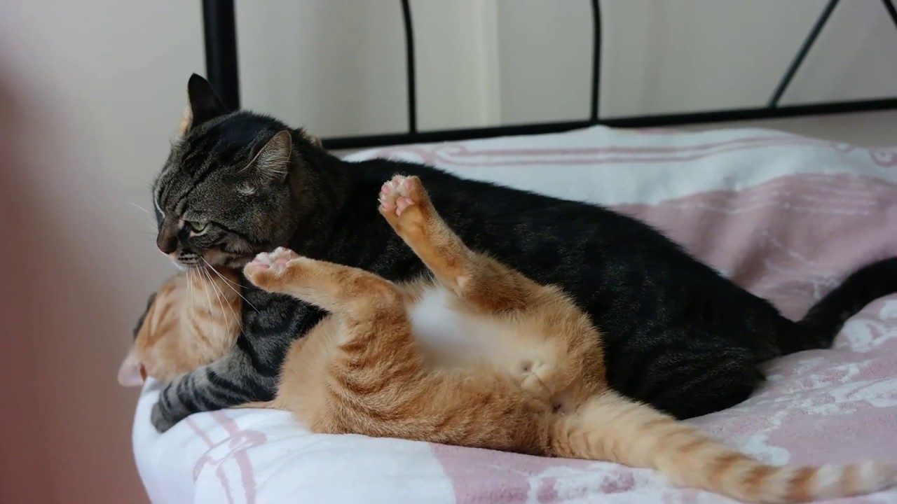 fake catfight kedi kavgasi numaradan catfight cats animals