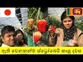 Food Vlog 11-A Day on a Japanese Strawberry Farm - Strawberry Picking- いちご狩り- ජපානයේ ස්ටොබෙරි කැඩීම.