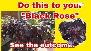 How to get your Aeonium Schwarzkopf to side shoots?#UKPlantMom