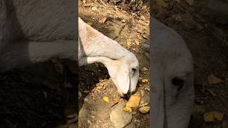 #GoatFarming #NaturalFeeding #VillageLife #OrganicGoats #DesiLifestyle #short