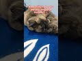 a Tricky Question For you! 👅👽 #pets #cutedog #funny #puppy |NirvairParii.ৎ