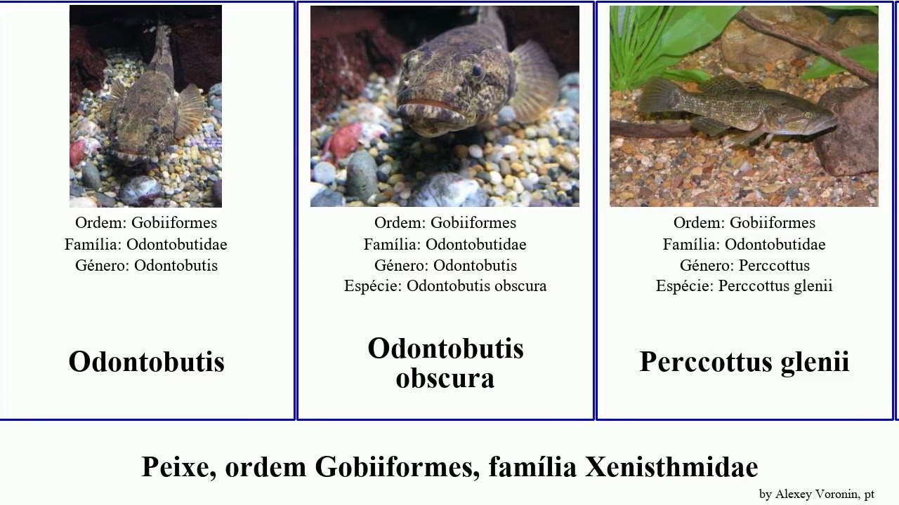 Peixe, ordem Gobiiformes, família Xenisthmidae fish obscura Odontobutis Bostrichthys Trichonotidae