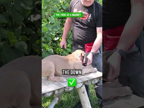 Get Your Puppy