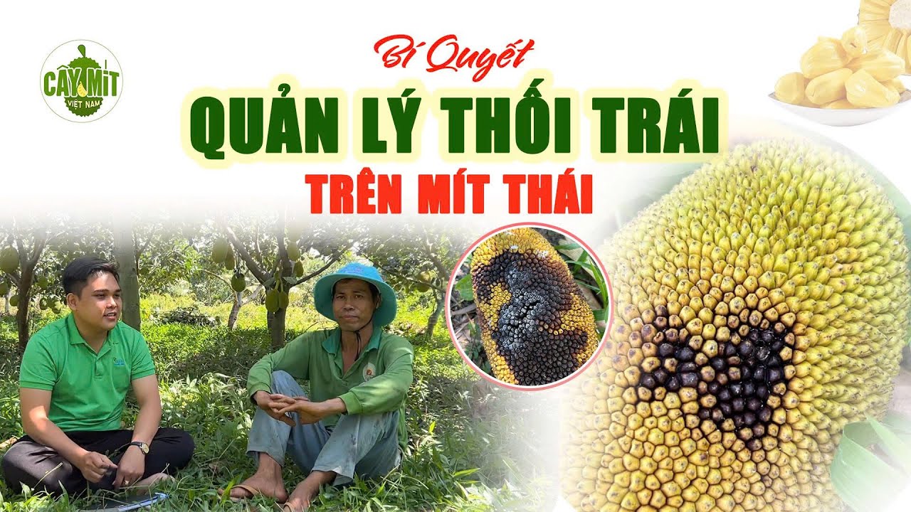 QUẢN LÝ THỐI TRÁI TRÊN MÍT THÁI #caymitvietnam #kythuattrongmit #caycomui #caymit #fruit #jackfruit