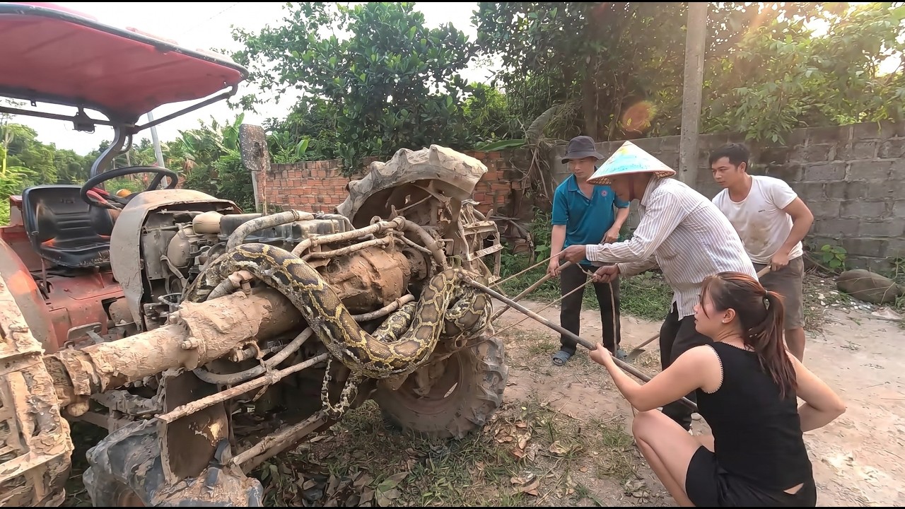 how we mastered the mission to rescue mother horse... Giant Python Stuck Under Tractor | Intense Rescue Mission by Brave Team ...