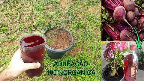 O que fazer com a casca da beterraba?
