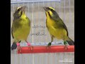 تغريد ياسمين موزمبيق  