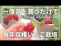 【ベランダ菜園】毎年収穫できる!コスパ最強いちごの育て方 |植え付け〜収穫|How to Grow Strawberries from Runners to Harvest|イチゴ苗の増し方