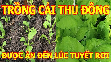 Trồng rau cải vụ thu đông, phân bón lót hiệu quả