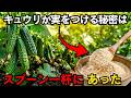 キュウリ畑に肥料をやるのはやめて！この“スプーンの秘訣”で、キュウリがまっすぐ甘くなる！|空海の教え | 家庭菜園 | 野菜作り | ガーデニング | 家庭農園