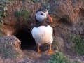 Confuse a Puffin