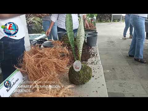 ELABRACIÓN DEL KOKEMON TECNICA CHINA PARA CONSERVAR PLANTAS.