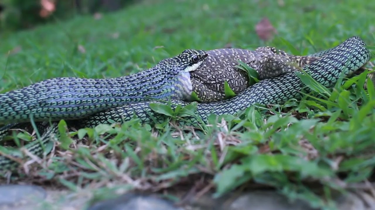 PYTHON EAT GIANT LIZARD-FEROCIOUS - YouTube